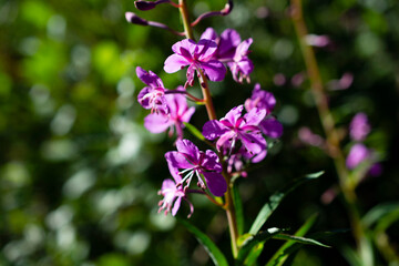 Fiori d'alta quota: Geranium