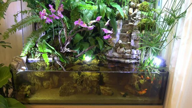 Fethiye, Turkey - 11th of June 2020: 4K Beautiful paludarium with natural plants and gold carp in aquarium
