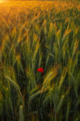 A red poppy in a wheat field during a beautiful sunset