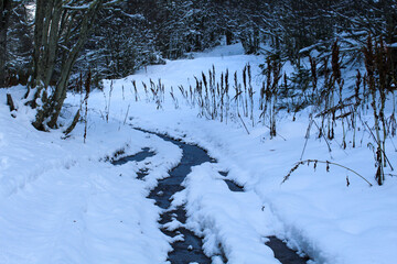winter forest in the snow