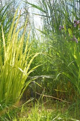 Fototapeta premium Schilfgras im Gegenlicht mit Rasensprenger