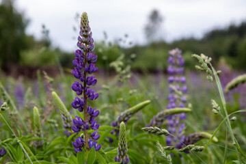 lavender flowers in the garden
for Instagram, social networks, nature blogs, nature publications, newspaper, blog about ecology, interesting, different