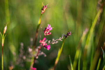 pink flower
for Instagram, social networks, nature blogs, nature publications, newspaper, blog about ecology, interesting, different