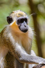 It's Green monkey, Africa
