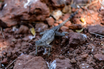 It's Small lizard on the stones