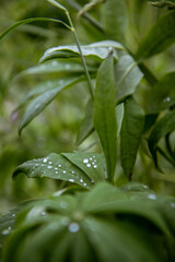 rain drops on green leaf
for Instagram, social networks, nature blogs, nature publications, newspaper, blog about ecology, interesting, different