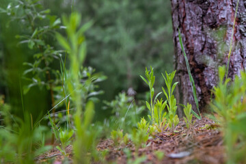 green moss on the ground
for Instagram, social networks, nature blogs, nature publications, newspaper, blog about ecology, interesting, different
