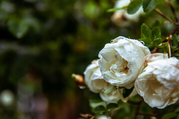 white rose flower after rain
for Instagram, social networks, nature blogs, nature publications, newspaper, blog about ecology, interesting, different