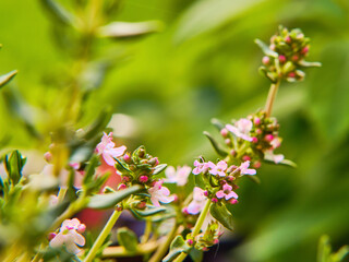 Blooming thyme plant