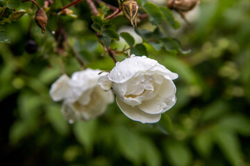 white rose flower after rain
for Instagram, social networks, nature blogs, nature publications, newspaper, blog about ecology, interesting, different