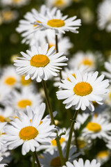 Daisy time. Daisies in the meadow and close-up