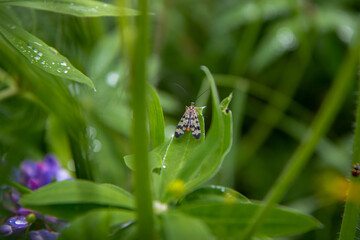 fly on a green leaf
for Instagram, social networks, nature blogs, nature publications, newspaper, blog about ecology, interesting, different