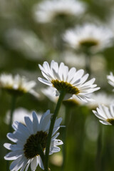 Obraz premium Daisy time. Daisies in the meadow and close-up