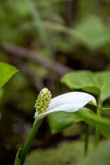 small white flower
for Instagram, social networks, nature blogs, nature publications, newspaper, blog about ecology, interesting, different