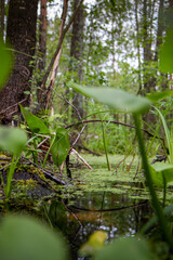 river in the woods
for Instagram, social networks, nature blogs, nature publications, newspaper, blog about ecology, interesting, different