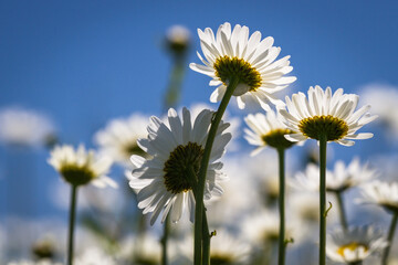Daisy time. Daisies in the meadow and close-up