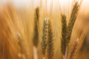 Gold wheat field  grow in the cultivated soil during a sunny day. Conceptual images