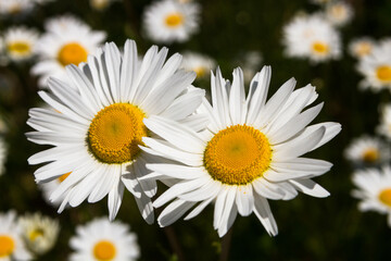 Daisy time. Daisies in the meadow and close-up