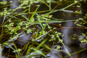 green leaves on a water
for Instagram, social networks, nature blogs, nature publications, newspaper, blog about ecology, interesting, different