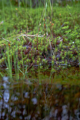 moss in the forest
for Instagram, social networks, nature blogs, nature publications, newspaper, blog about ecology, interesting, different, nature of Russia