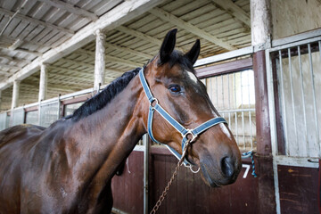 The horse in the stable close-up