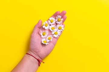 Daisy flowers with hand on a yellow background. The concept of minimalism. Horizontal orientation.