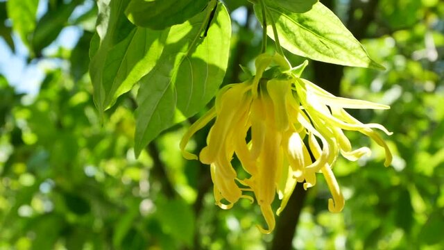 Dwarf Ylang-Ylang flower on tree.