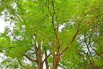 Sampaloc Tamarind Tree in Batangas, Philippines