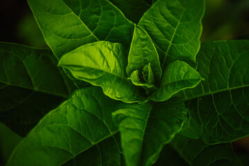 Abstract green leaf, nature background, cultivated plants