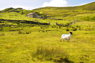 Fototapeta premium Paysage rural au nord de l'Irlande montrant un mouton dans un pré à l'avant d'une clôture et d'une petite baraque en pierre sur gazon vert pétant au nord de l'Irlande.