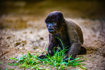 It's Woolly Monkey is sitting on the ground