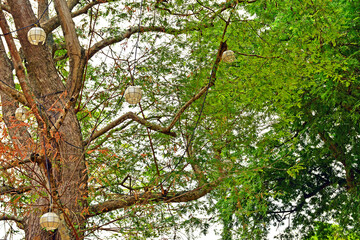 Sampaloc Tamarind Tree in Batangas, Philippines