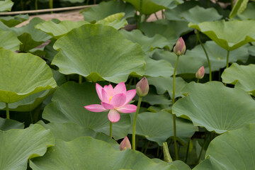 大賀ハスの花　千葉県千葉市　日本