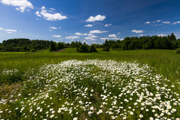 Daisy time. Daisies in the meadow 