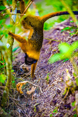 It's Squirrel monkey over the tree, Amazon