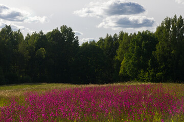 meadow flowers in the field at summer time