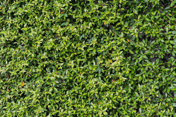 green leaves background texture, Korean banyan tree fence, Tree wall.