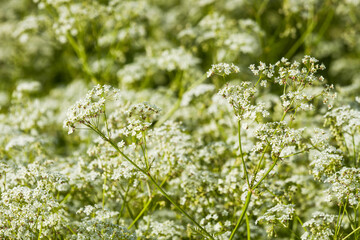 meadow flowers in the field at summer time