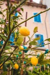 lemon tree with fruits close up