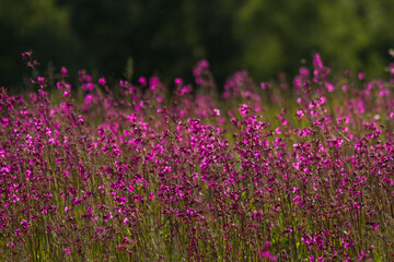 Naklejka premium meadow flowers in the field at summer time