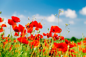 poppy flower in field close up