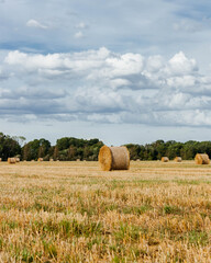 Hay rolls on a harvested crop field on a sunny summer day in Latvia.