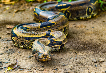 It's Boa constrictor comes out of the jungle