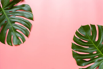 Tropical leaves monstera on pink background. Top view and copy space © sichon