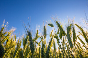 Obraz premium A beautiful green wheat field grows during a sunny day