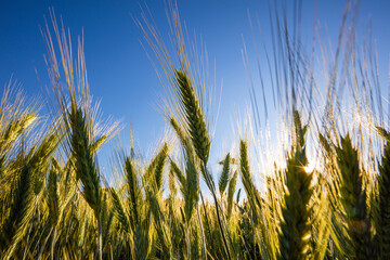 Obraz premium A beautiful green wheat field grows during a sunny day