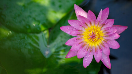 Blooming Lotus - Water Lily close up