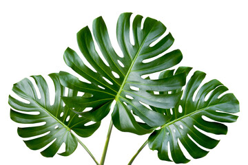 Tropical leaves monstera on white background. Object with clipping path
