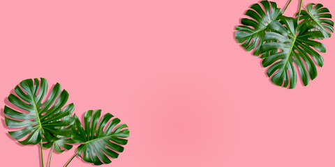 Tropical leaves monstera on pink background