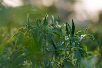 chili peppers on the tree in garden.